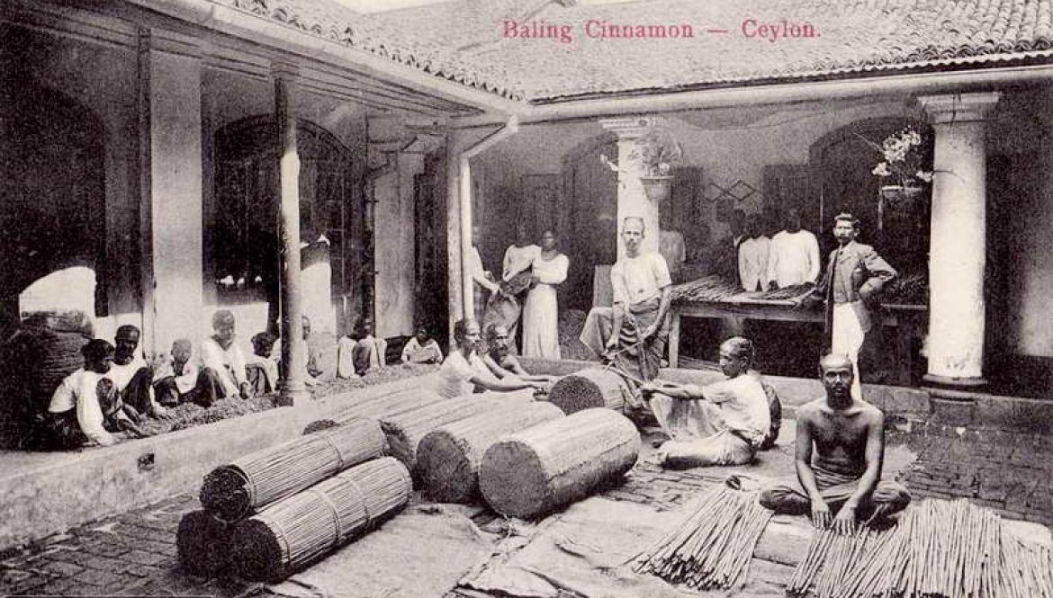 generational cinnamon farming in sri lanka