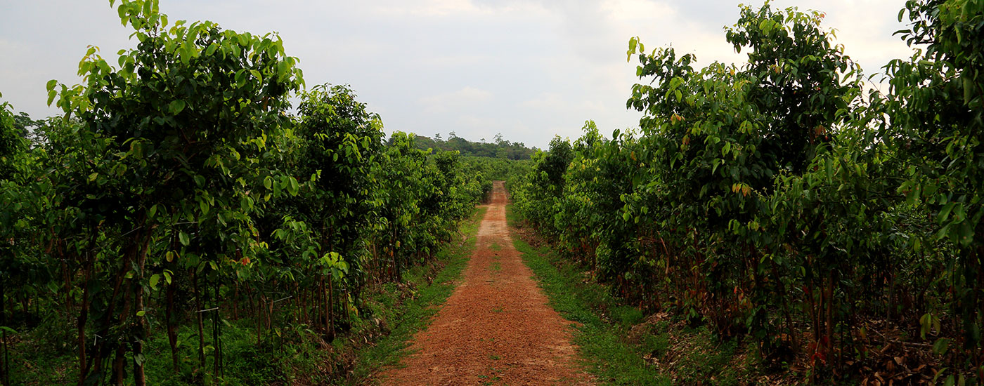 cinnamon trees Sri Lanka cinnamon farming alba cinnamon farming